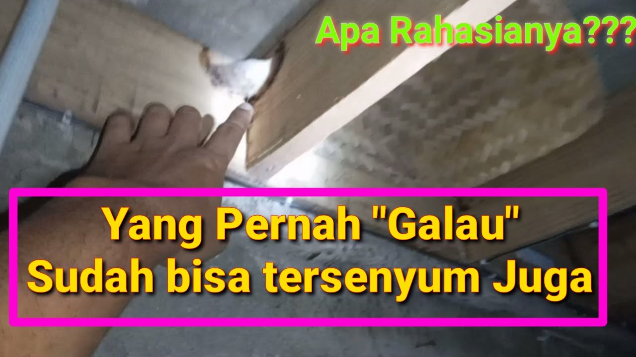 Gedung Walet Galau Akhirnya mulai Tersenyum~Albar Walet