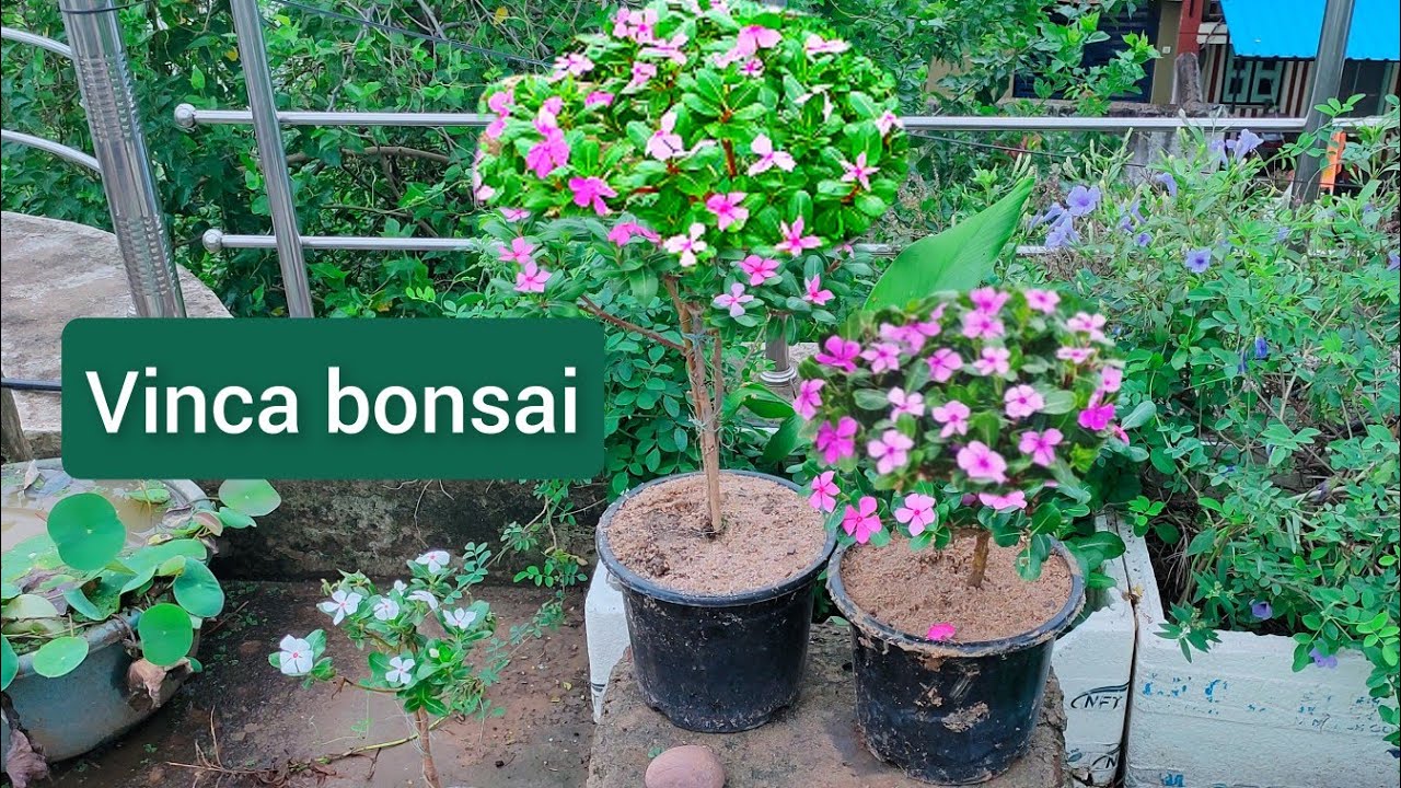 how to make vinca bonsai/vinca plant bonsai/ sadabahar bonsai/ sada suhagan plant bonsai/periwinkle