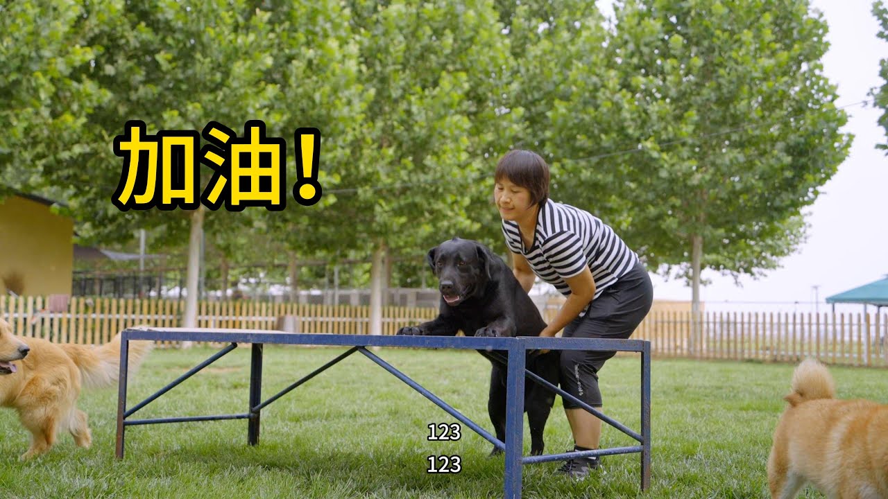 有没有搞错，你可是拉布拉多啊，怎么可以笨成这样？\Are you serious? You're a Labrador, how could you be so clumsy?