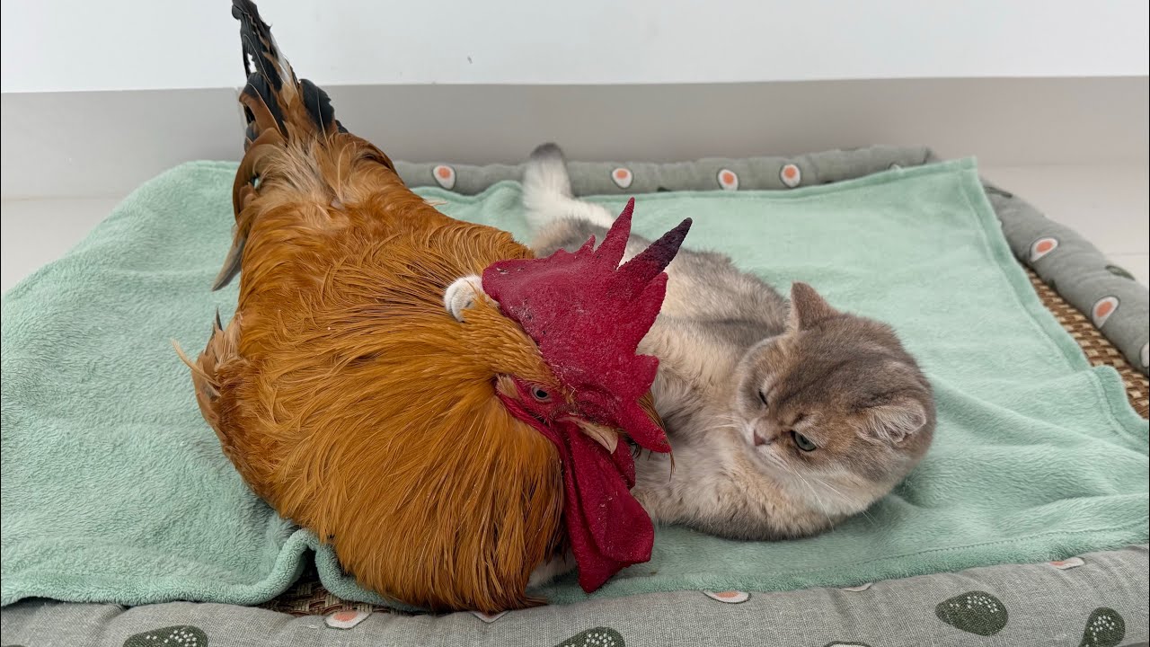 The rooster asked the kitten to hold him tightly while sleeping, but the hen came to make trouble!