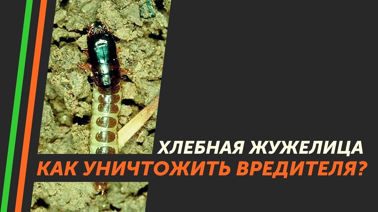 Хлебная жужелица на пшенице. Чем обрабатывать от жужелицы? 🐛🐛🐛