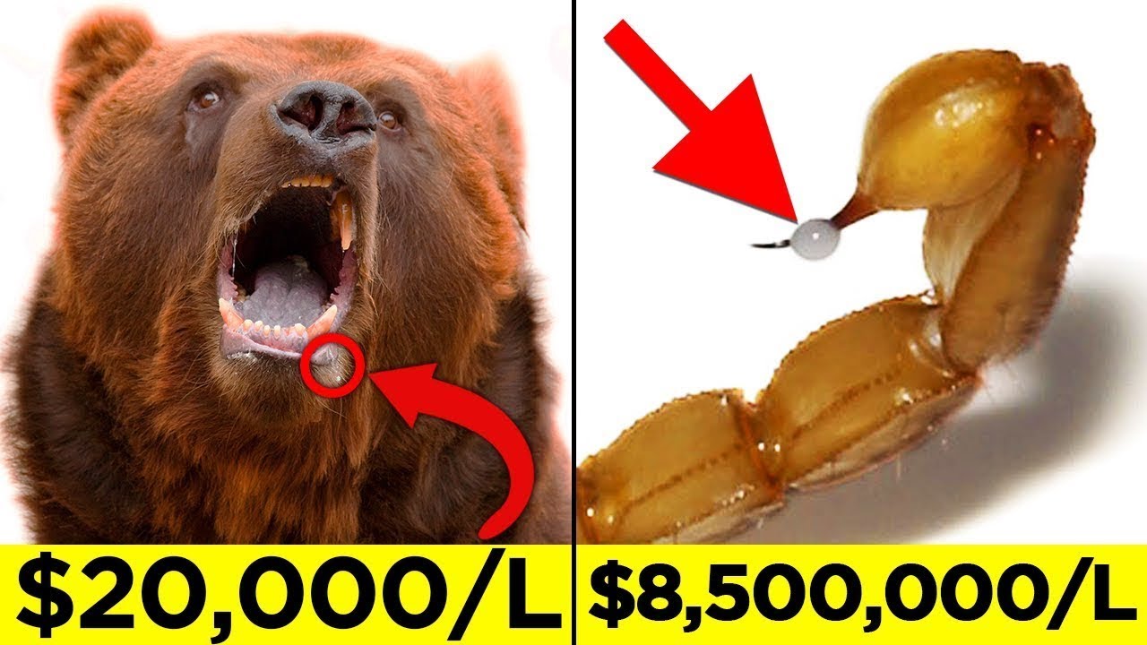 Los Líquidos Más Costosos Excretados Por Animales