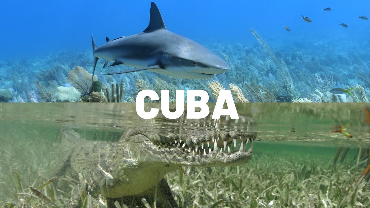 Diving Jardines de la Reina in CUBA (4K)