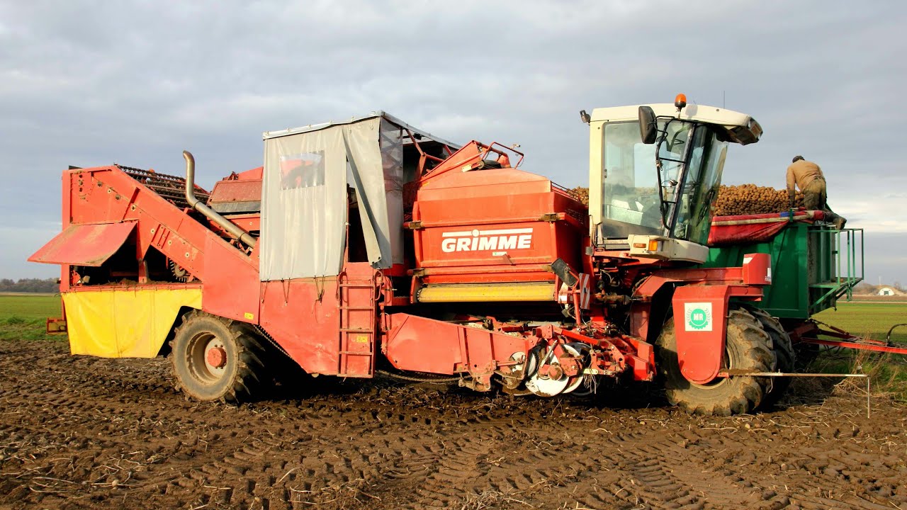 Farmer na wykopkach - kombajn Grimme SF 150-60 w akcji