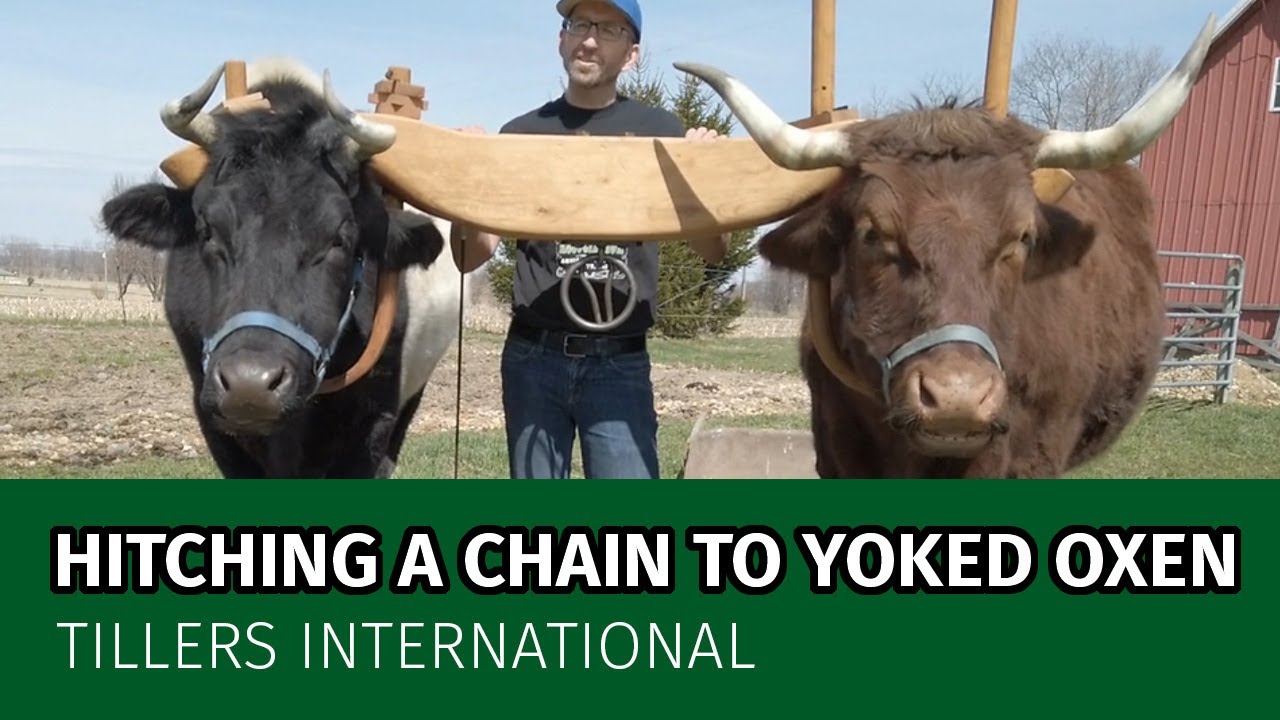 Oxen Basics: How to Hitch a Chain to Yoked Oxen