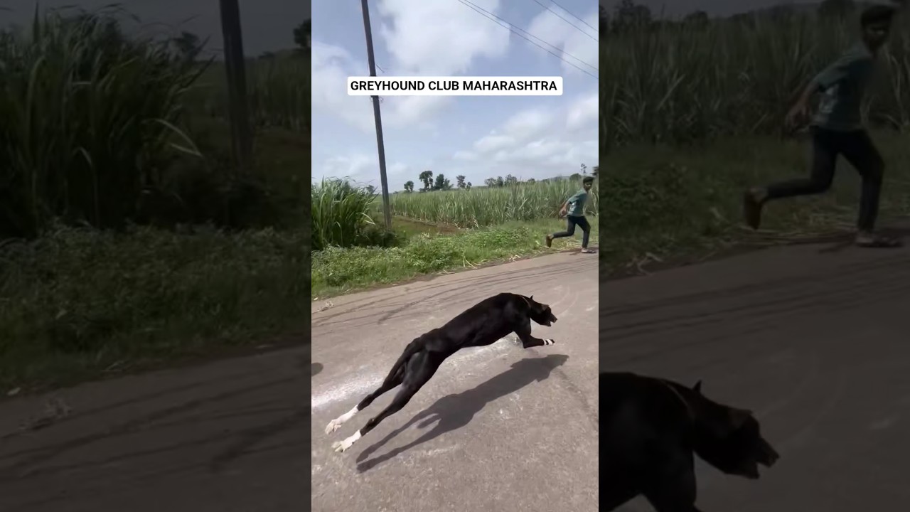|| DOG RACE MAHARASHTRA ||#shorts #trending#youtube #youtubeshorts #greyhound #dograce #viralvideo
