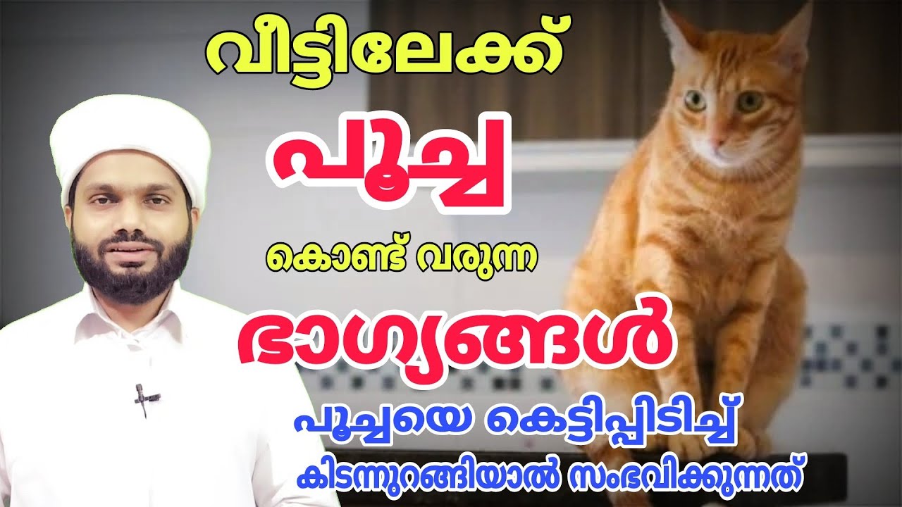 പൂച്ച കൊണ്ട് വരുന്ന ഭാഗ്യങ്ങൾ . മുത്ത്നബിയുടെ ജീവിതത്തിലെ ഞെട്ടിക്കുന്ന സംഭവം cat in islam