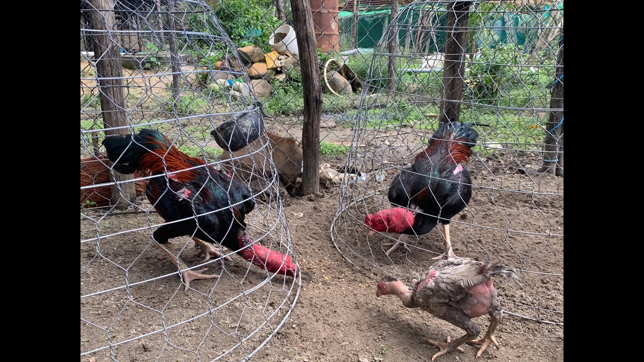 Hai em tía chân vàng đẹp chuấn lh 0327599422