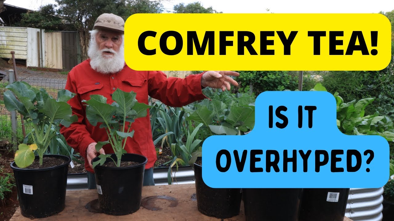Comfrey Tea V The Rest. Liquid Fertiliser Trial Results.