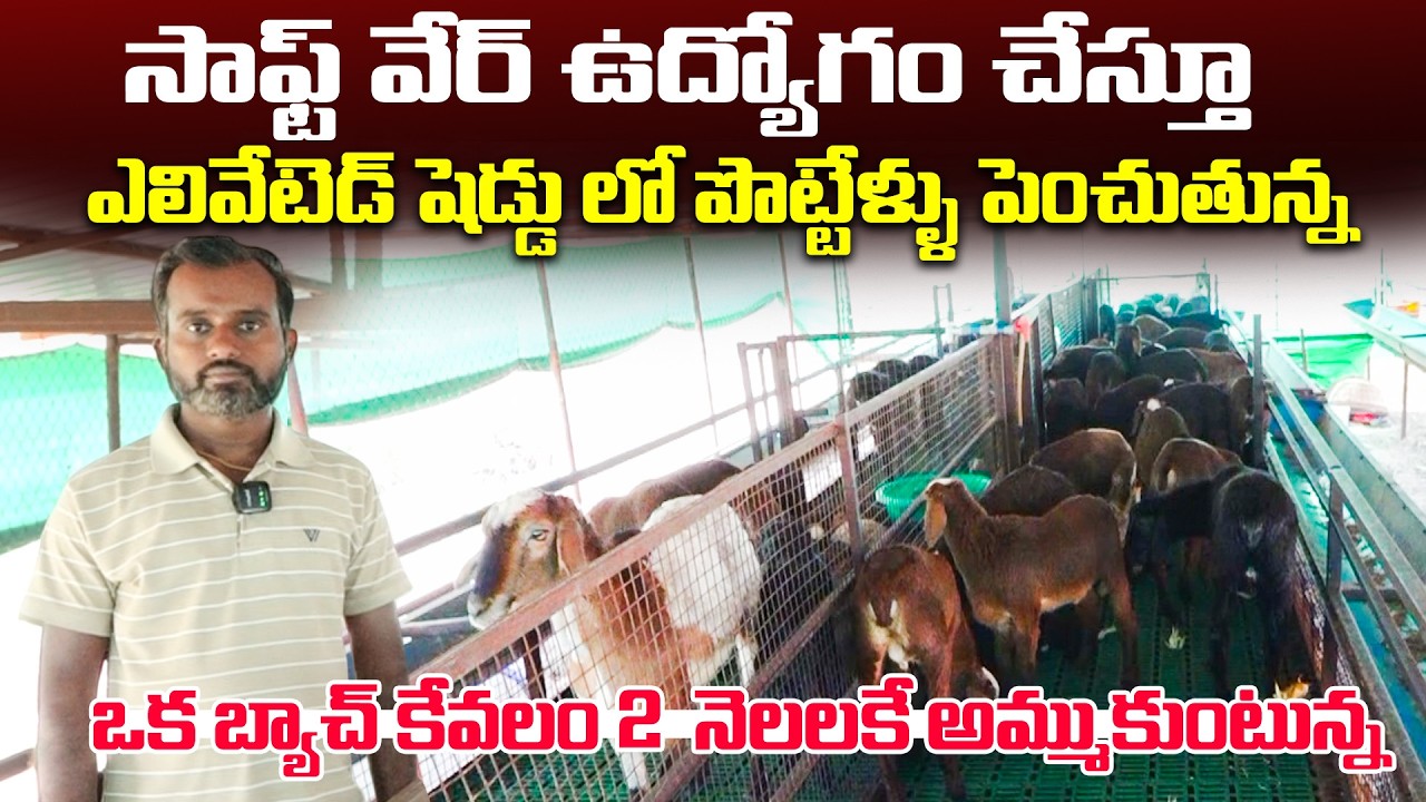 బెంగళూరులో ఐటి ఉద్యోగం చేస్తూ ఎలివేటెడ్ షెడ్డులో పొట్టేళ్ళు పెంచుతున్న | Sheep Farm | Kiran TV Rythu