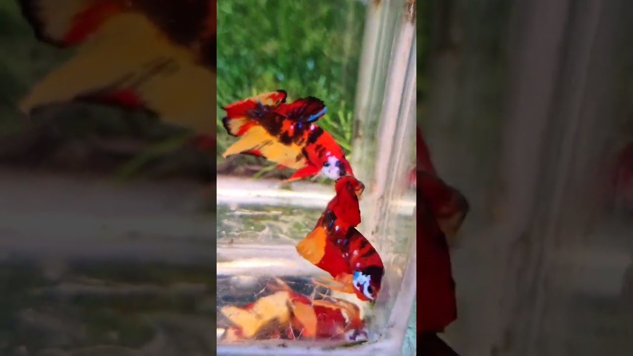 Showcasing Stunning Betta Fish Varieties | TN Betta Empire Exclusive
