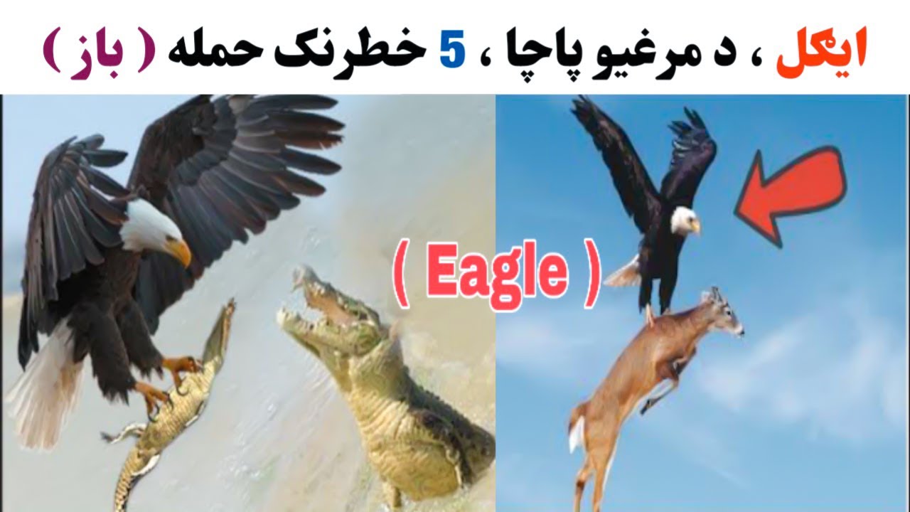 باز ، د مرغیو پاچا ، یو لوی ښکار | دباز 5 لوي ښکار | Pashto info Tv