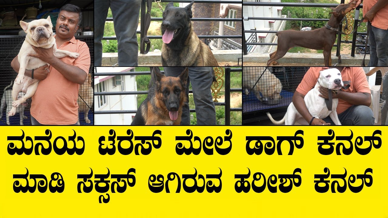 ಮನೆಯ ಟೆರೆಸ್ ಮೇಲೆ ಡಾಗ್ ಕೆನಲ್ ಮಾಡಿ ಸಕ್ಸಸ್ ಆಗಿರುವ ಹರೀಶ್ ಕೆನಲ್|  DOG KENNEL IN BANGLORE