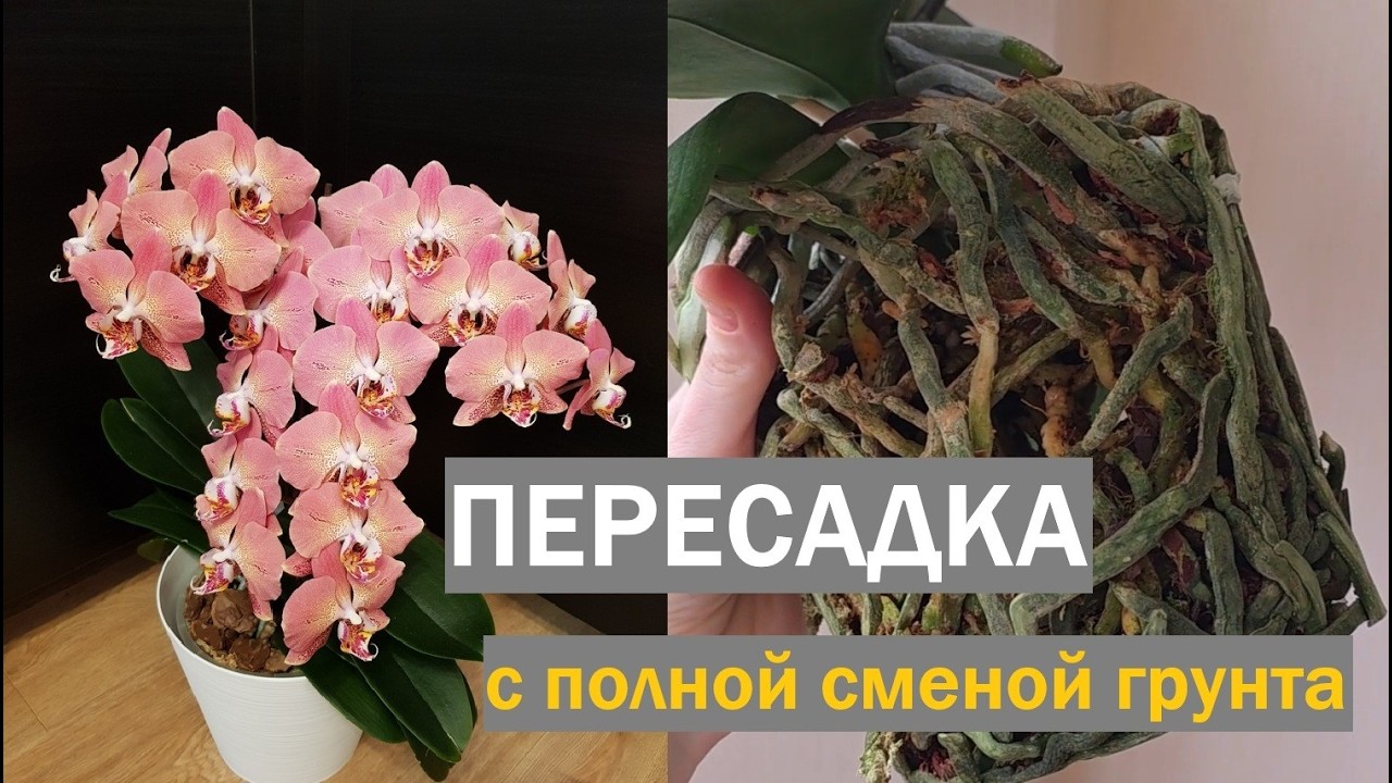 Пересадка Dragon Heart / февраль 2026