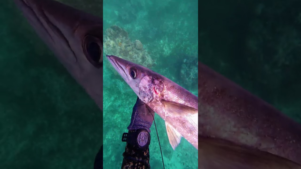 Lingko 6 2Kg  A Family of Cuda's #spearowannabe  #tingatayara  #spearfishingpanglao