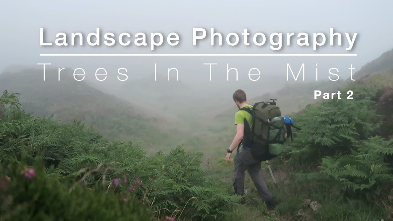 Landscape Photography Trees in the Mist. Part 2