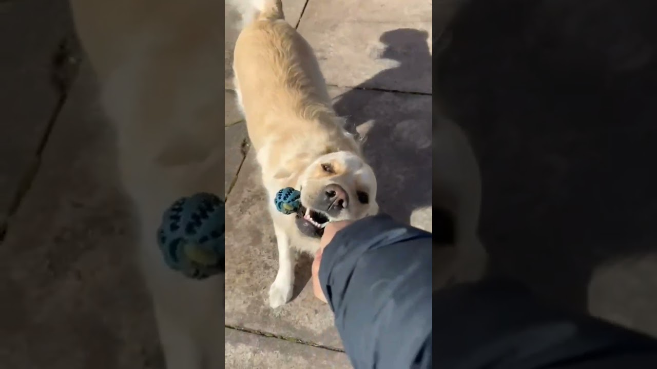 MAX is Playing – Epic Gaming Moment! 