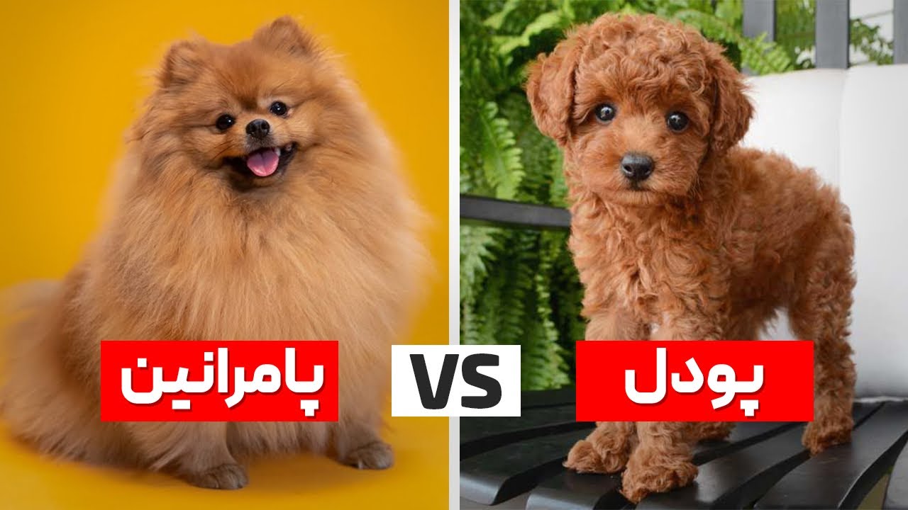 تفاوت پامرانین و پودل⭕️