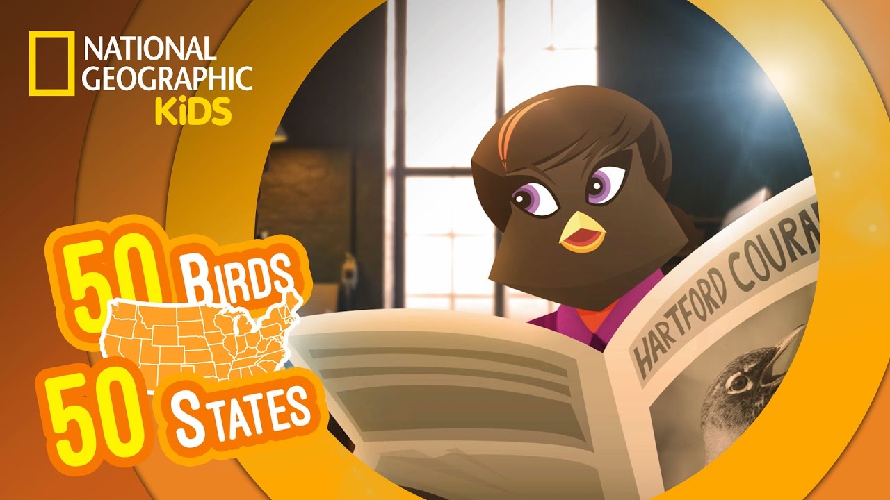 Connecticut - Feat. Rockin&rsquo; Renee the American Robin | 50 Birds, 50 States
