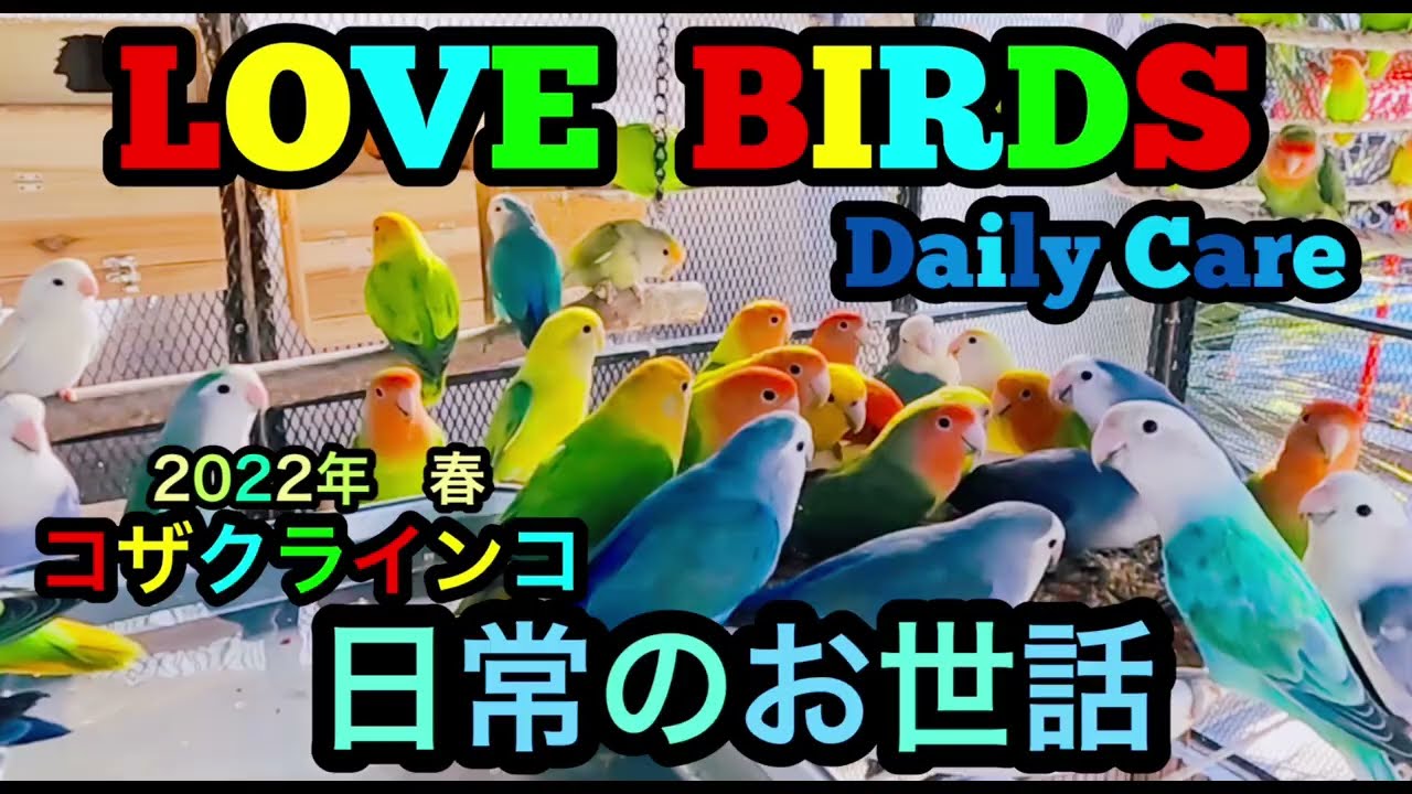 【ペット】コザクラインコ達に囲まれた暮らしLOVEBIRDS  DAILY CARE