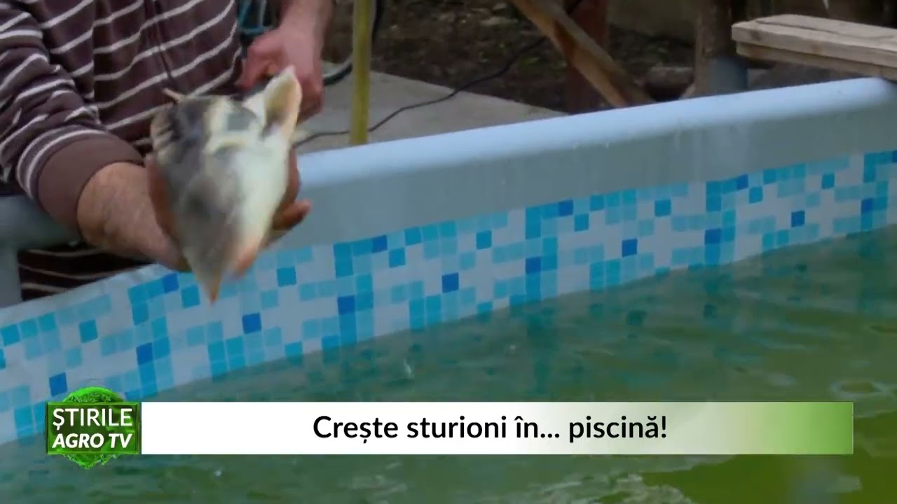 Crește sturioni in    piscină! 08 03 2022