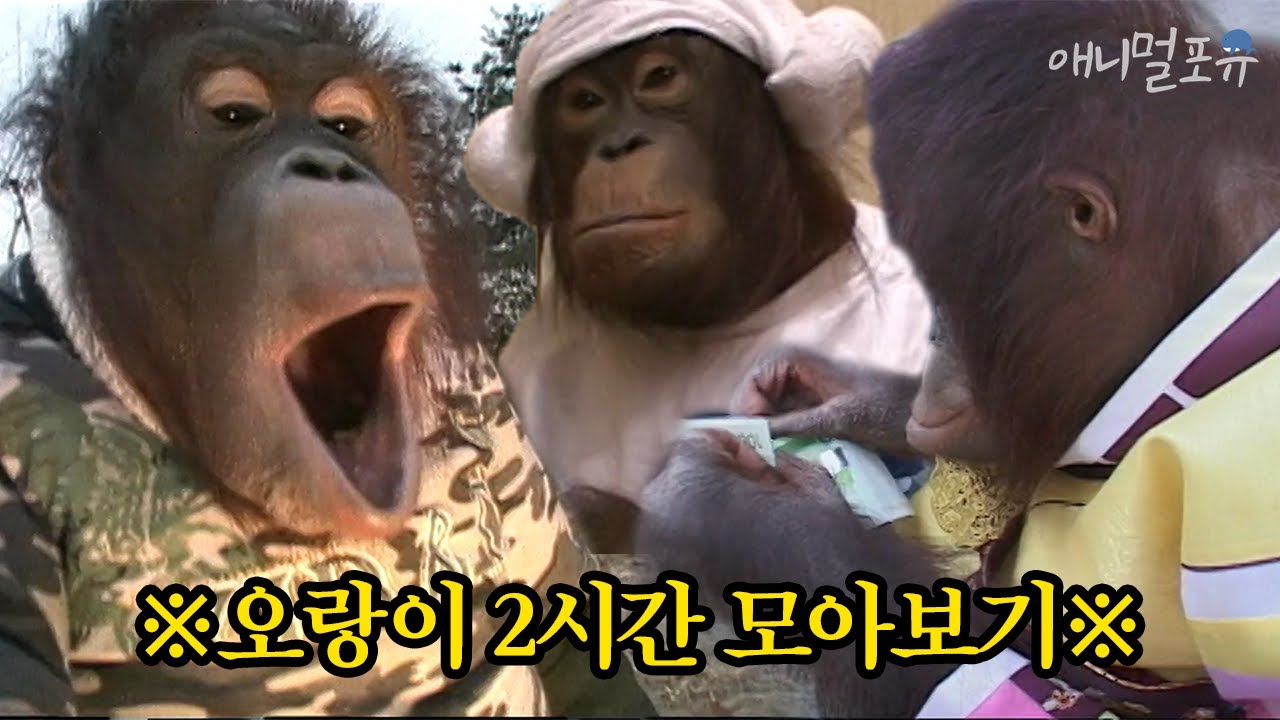 🌕 추석특집 🌕 주주클럽 레전드 오랑이 2시간 모아보기 | 미공개 영상부터 NG장면까지!