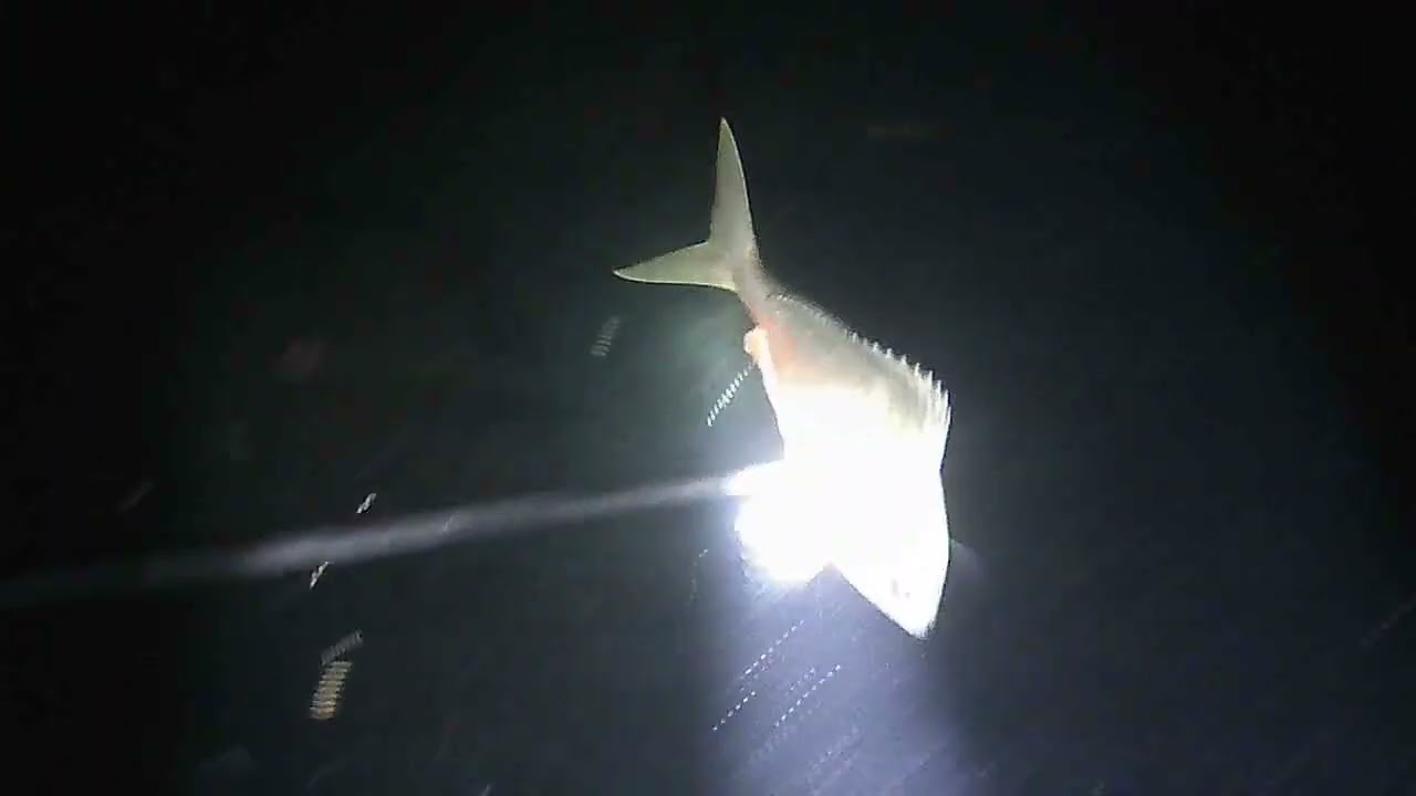 Night Dive🦑🦞🐢🤩 #highlights #spearfishingph #adventure