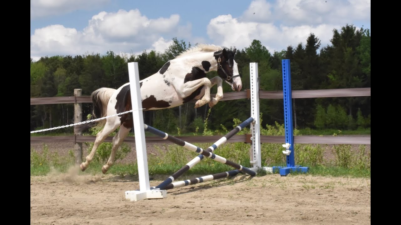 Vibes Lover LS - 3yo warmblood homozygous tobiano stallion free jumping