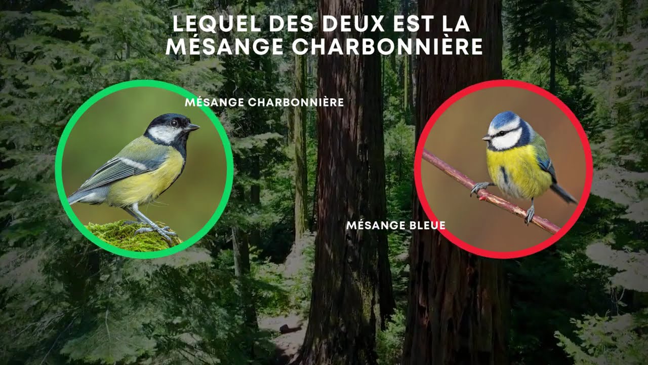 EGPN TALKS  : Connaissez vous VRAIMENT les oiseaux de votre quartier