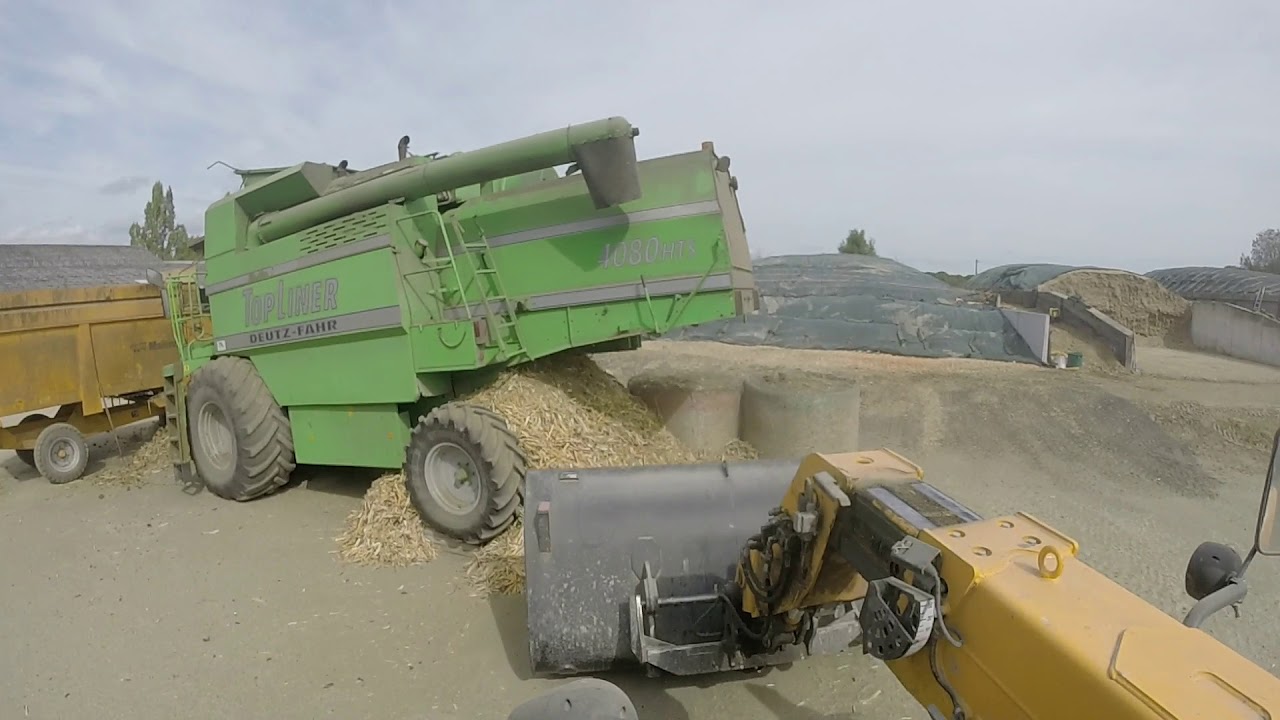 battage des oignons porte graines