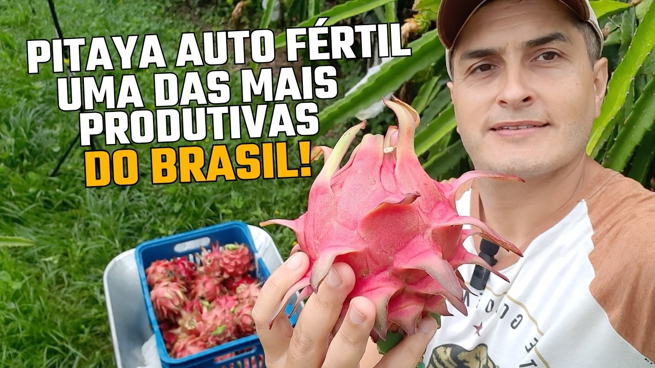 Uma das pitayas mais produtivas do Brasil para o plantio comercial