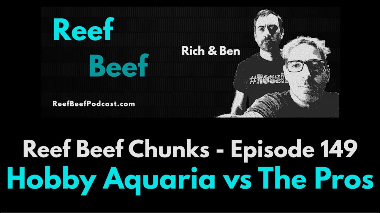 Любительские аквариумы против профессионалов - кусочки рифового мяса