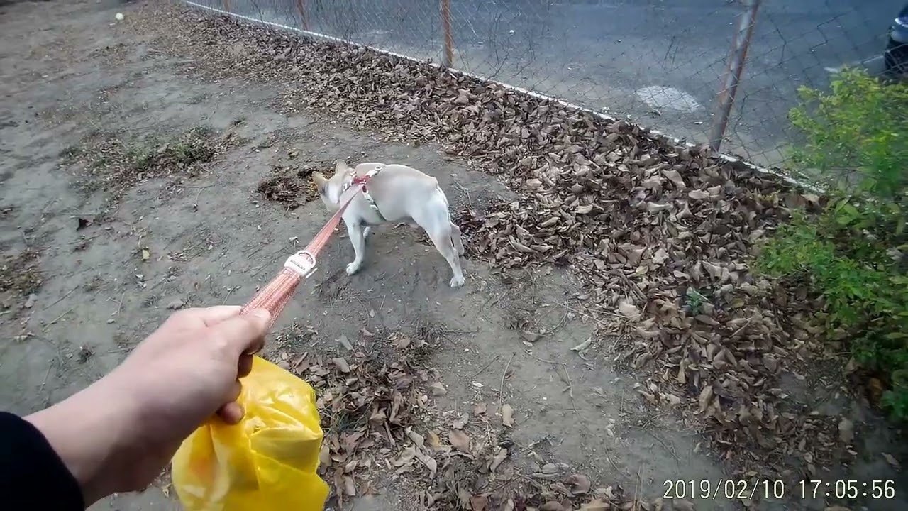 彈珠的散步日常20190210