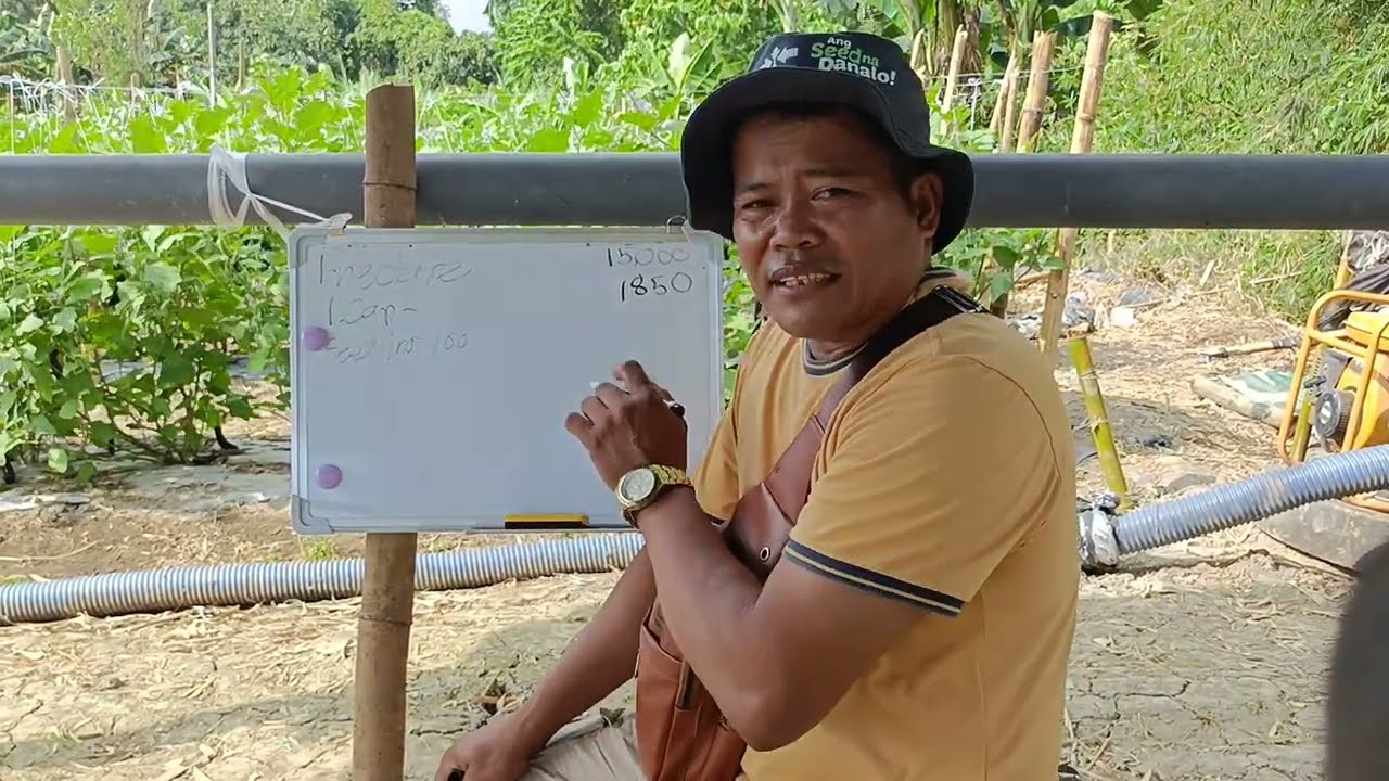 Magkano ang magasto ng Isang puno na talong, Simula sa bagong tanim hanggang harvest, alamin natin 🥰