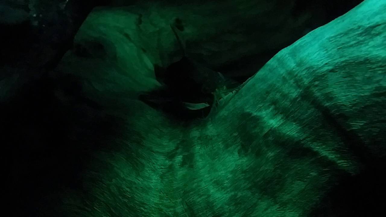 What type of catfish?