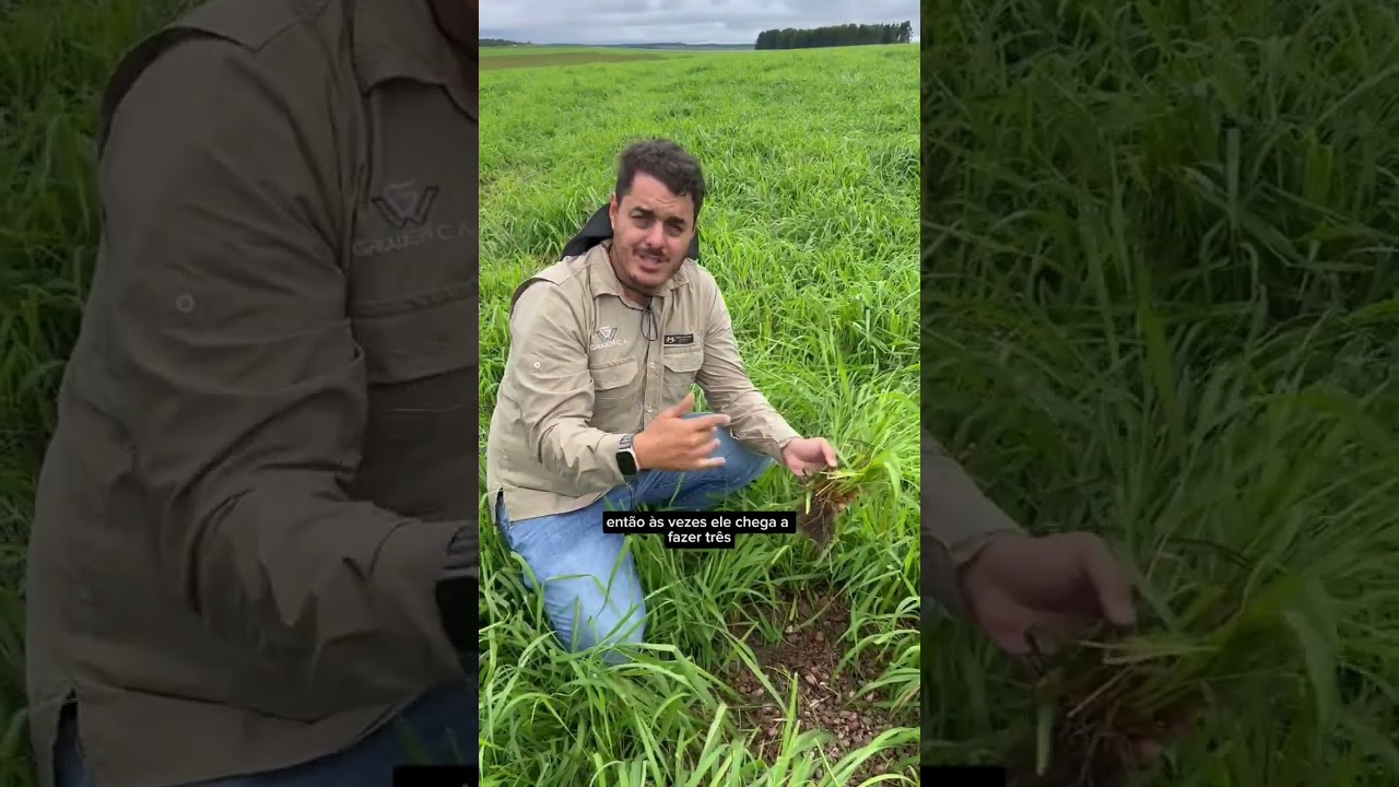Panicum Tamani em Área com Muito Cascalho #Tamani #Cascalho #Agro
