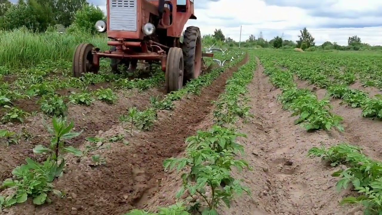 Т-25 прополка картошки самодельными ежами.
