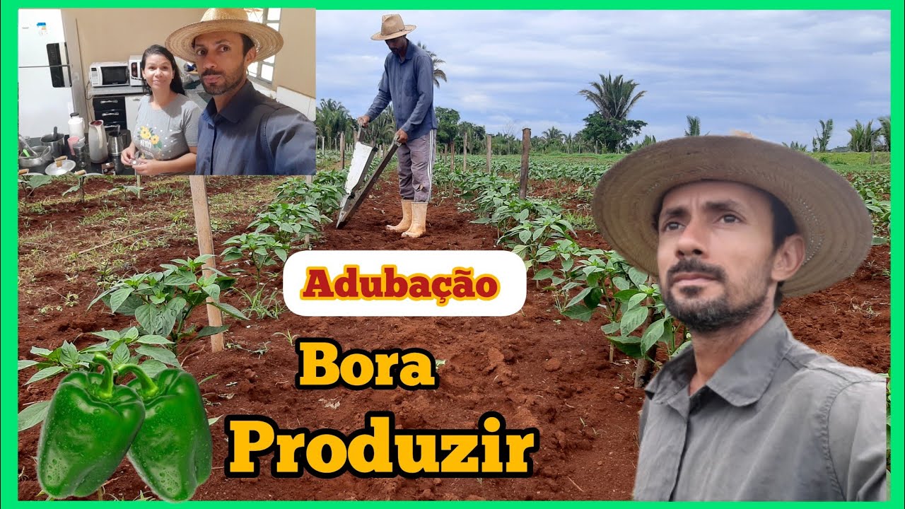 Dia de fazer adubação no pimentão e berinjela 🫑🍆