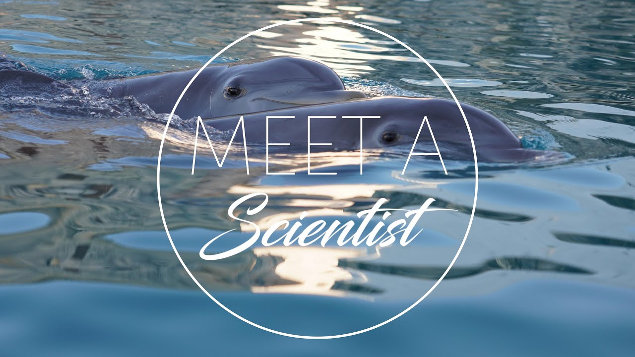 Dolphin Kin Recognition Study￼ - Dolphin Quest Bermuda