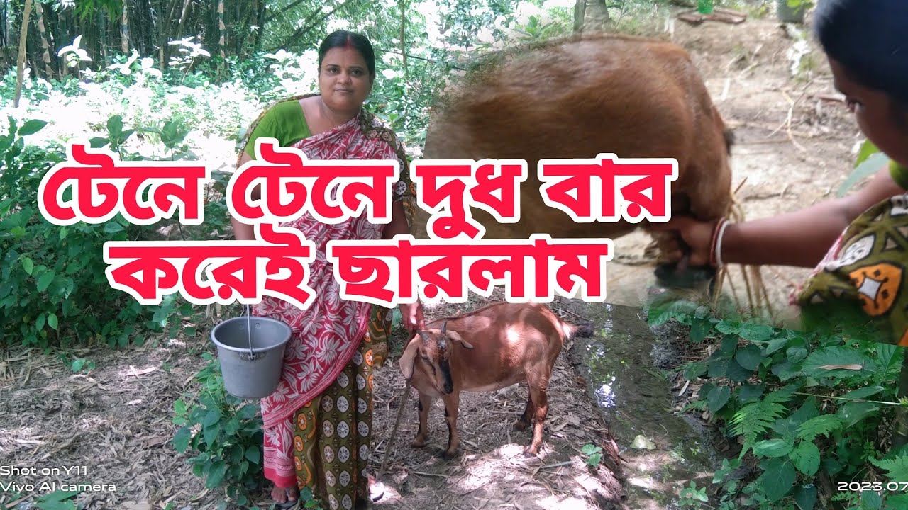 আজ ছাগলের দুধ দোহন করলাম।goat milking 🐐🐐🥛@kalyani vlog@aikita's blog।