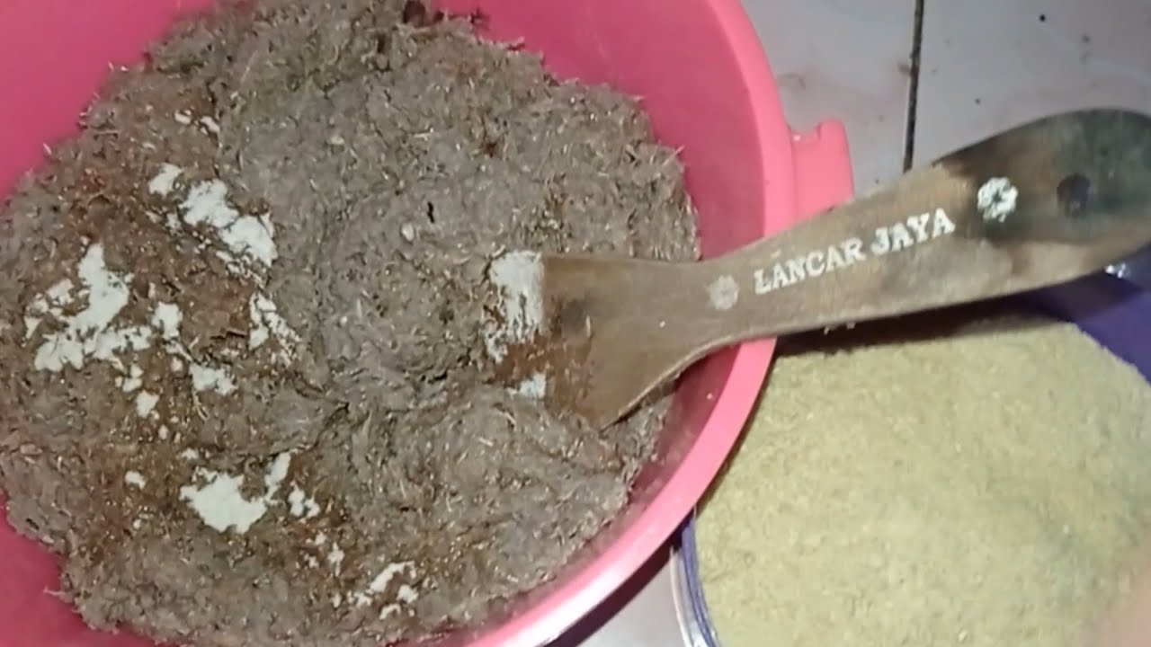 Umpan Jitu Galatama Lele Paling Gacor Di Saat Musim Hujan Dan Bisa Di adu Di Kolam Mana Pun
