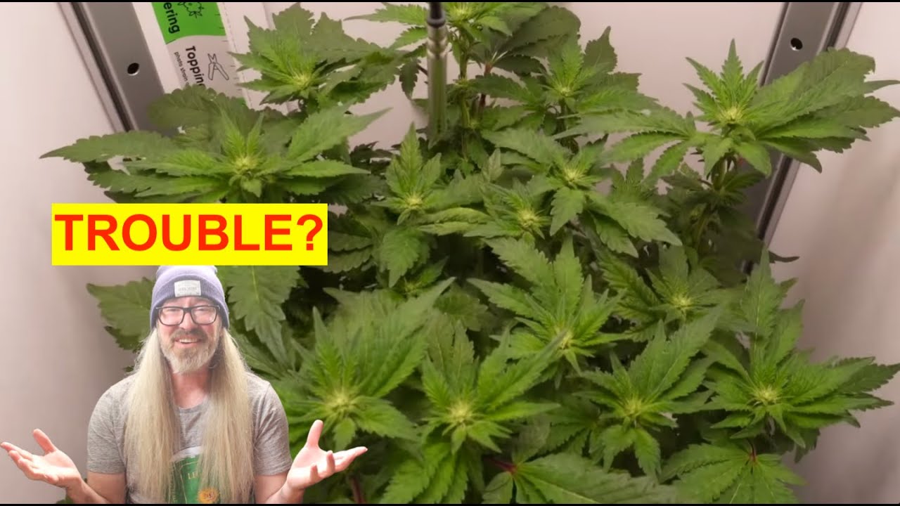 I Almost Messed Up My Flower in the VGrow Box : w/ Chad Westport