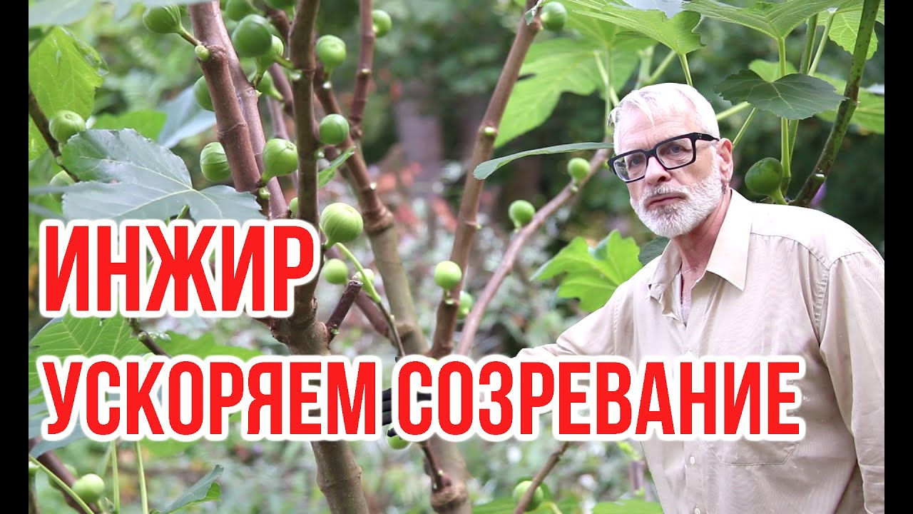 Инжир в конце лета. Методы ускорения созревания / Игорь Билевич