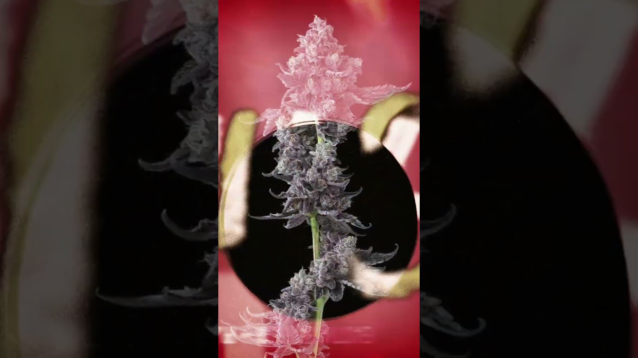 NativeCare is Minnesota's Finest Cannabis Brand