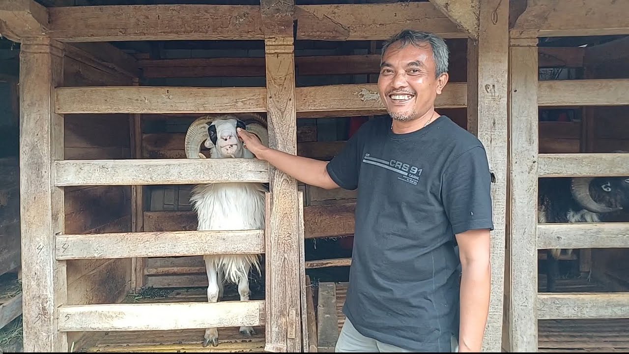 BITNAK JANTAN TUNGGAL KE GREGED CIREBON