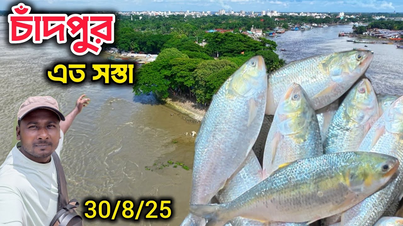 চাঁদপুরের ইলিশ এত সস্তায় কিভাবে দেয় ফেসবুকে। চাঁদপুর বড় স্টেশন মাছ ঘাট ilish price in Bangladesh 