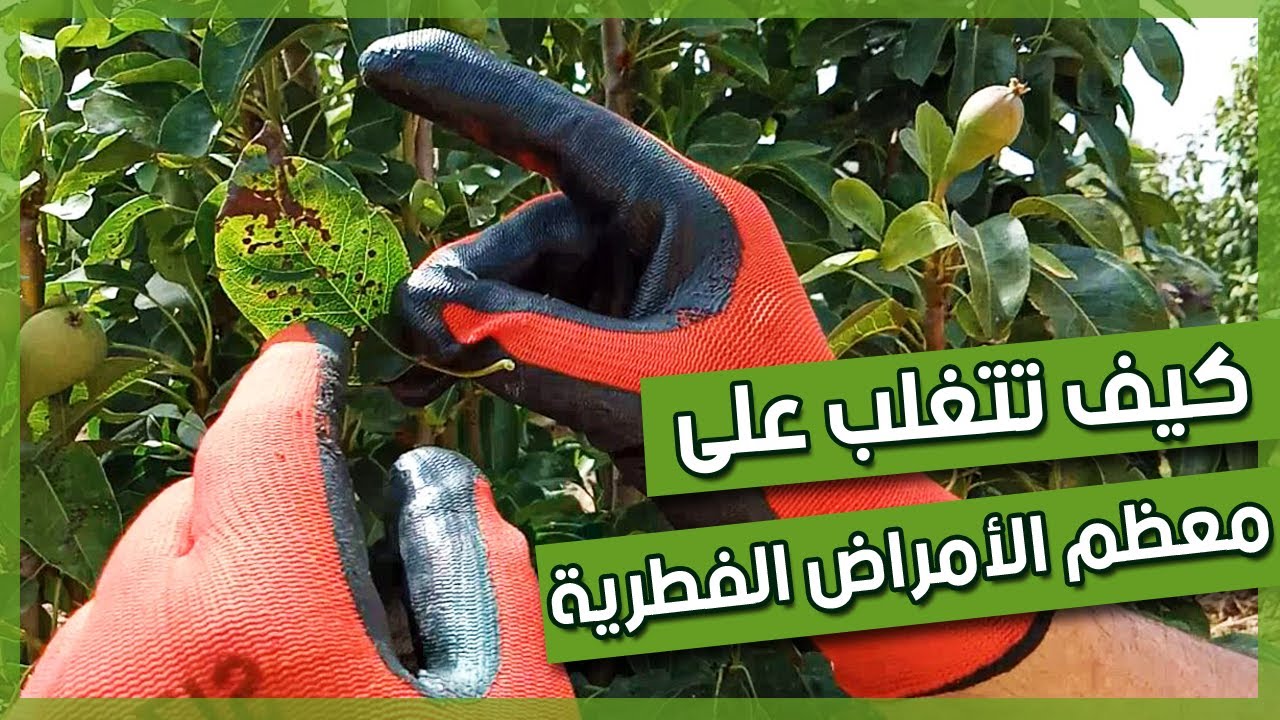كيف انقـــذ أشجـــاري من احــتلال الفطــريات ! (صدأ الأوراق) | علاج الاجاص والأشجار المثمرة