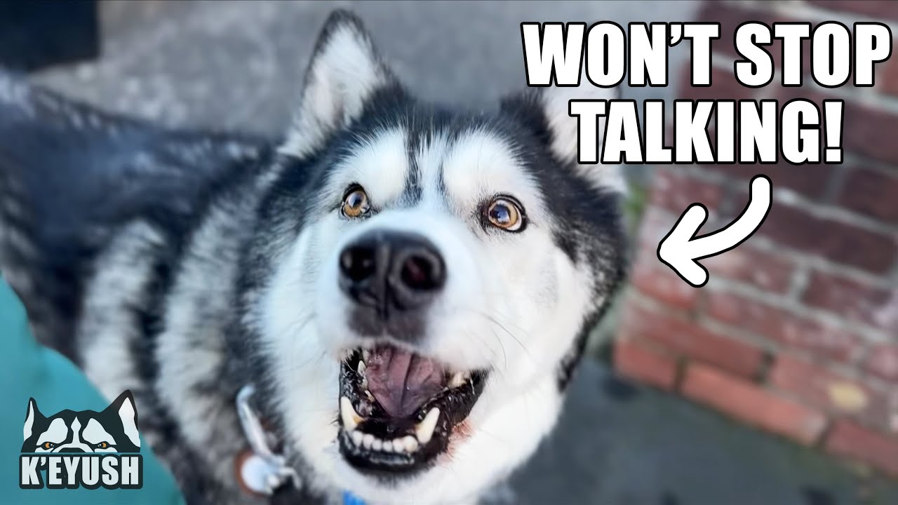 Passing Dog Said HELLO To My HUSKY And He Spoke Back!