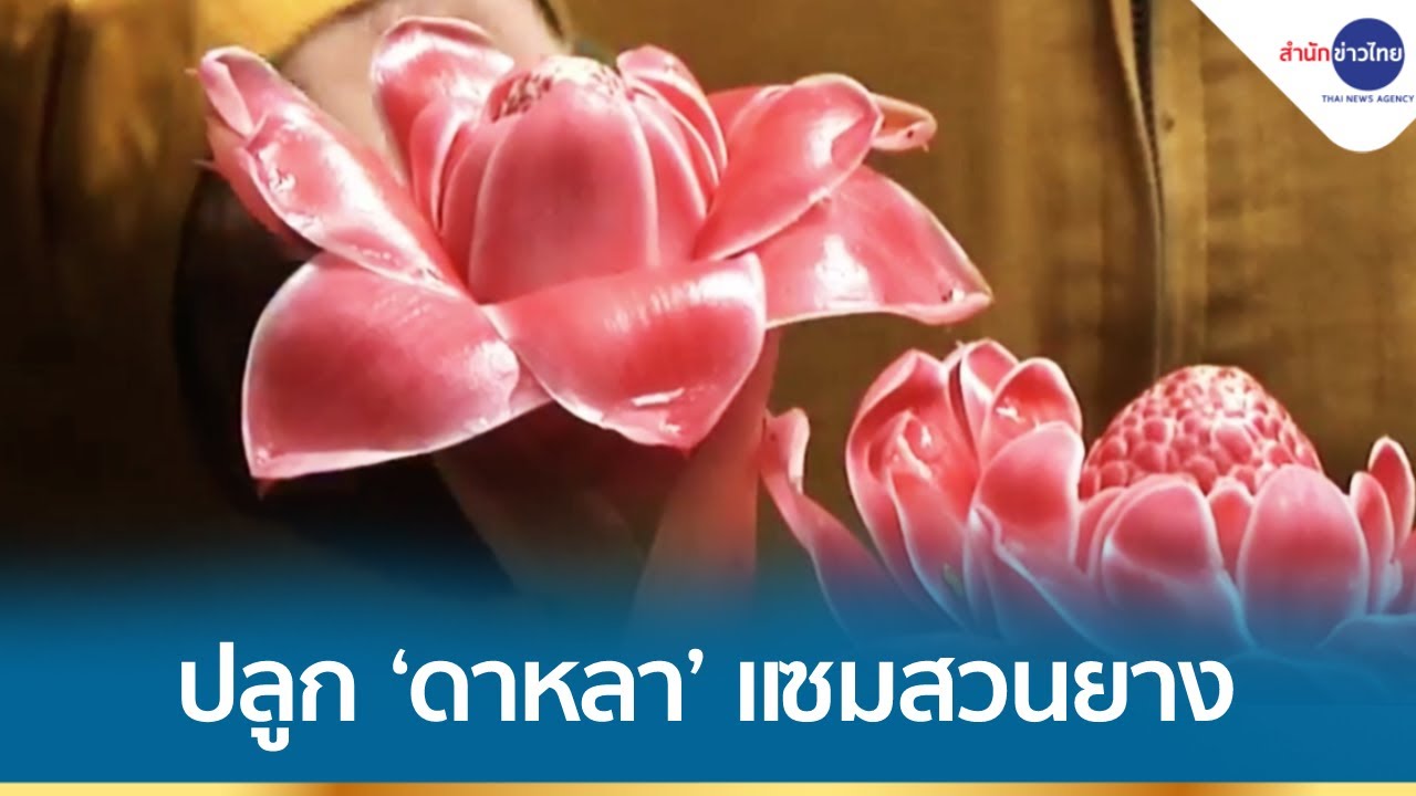 กยท.หนุนปลูก “ดอกดาหลา” แซมสวนยางสร้างรายได้เสริม