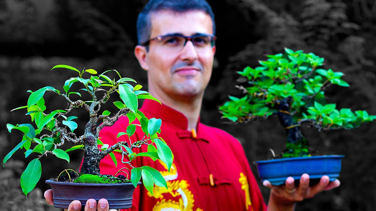 Bonsai vamos aprender com o mestre Wagner!